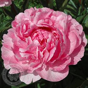 Peony-Pietertje-Vriend-Wagenaar-1.jpg