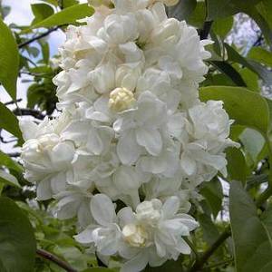 Syringa_vulgaris_Monique_Lemoine.jpg