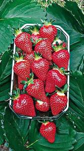 fraisier-manon-des-fraises.thumb.jpg.394b065bc5897e116e535771cbf1c214.jpg