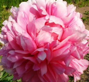 image.thumb.png.c9f40ddfd14978ed119fc7b3d5221b7f.png