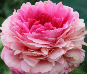 image.thumb.png.f0a8dea6ab2b74e93c960642f7f0381d.png