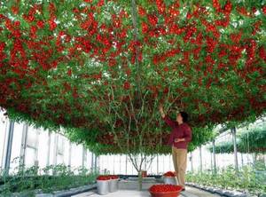 octopus-tomato-tree2.jpg