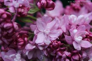 pamyat-o-vekhove4.thumb.jpg.c5f9fc14b58c1f141400b6d61d246df6.jpg