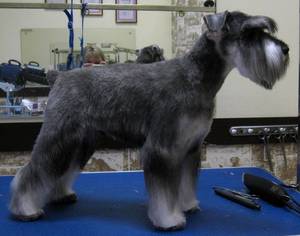 грэй после стрижки.JPG