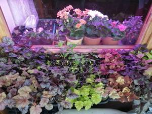 IMG_20210217_133032 (800x600).jpg