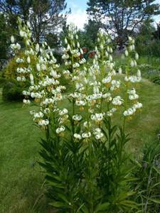 20180620_112330 — копия.jpg