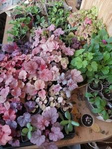 IMG_20210217_133039 (600x800).jpg