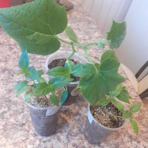 Огурчик и перчики.jpg