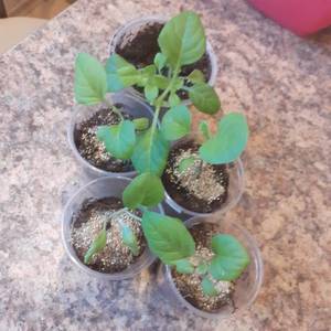 Баклы и Сильвер.jpg