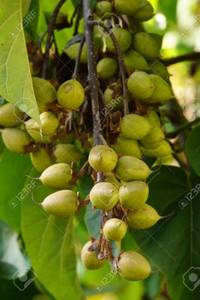 49854627-fruits-of-paulownia-tomentosa-paulownia-rothenburg-ob-der-tauber-bavaria-germany.thumb.jpg.d0341bb483506e504a354470c43317bd.jpg