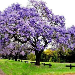 500-seeds-paulownia-tomentosa.thumb.jpg.5078d6501110b7cb269a7a2bf1004800.jpg