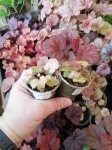 IMG_20210217_132747 (600x800).jpg