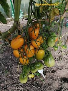 Сливка Бендрика желтая3.jpg