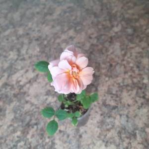 еще одна Александра.jpg