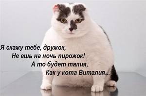 Кот Виталий.jpg