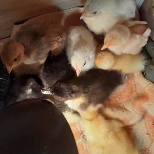 утята и цыплята.jpg