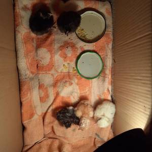 родились 5 цыплят.jpg