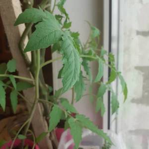 Золотые горы Медео.jpg