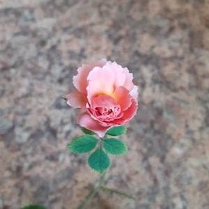 бутончик у Александры.jpg