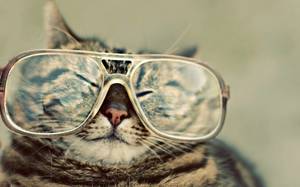 Animals___Cats_Funny_cat_with_glasses_046869_.jpg