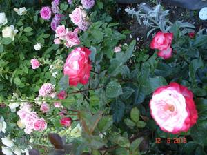 DSC00010.JPG