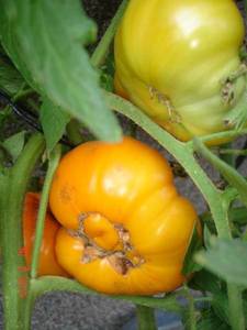 DSC00423.JPG