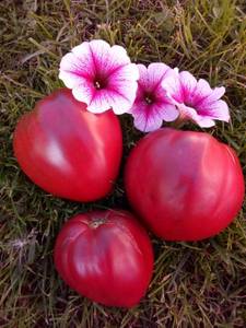 IMG_20200821_175852.jpg
