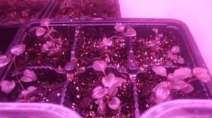 IMG_20210213_204103.jpg