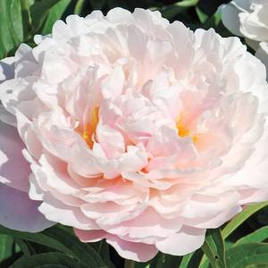 Peony-Serene-Pastel.jpg