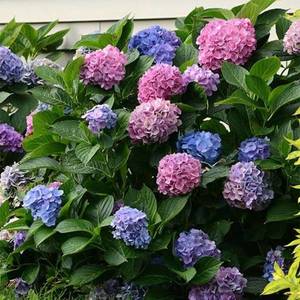 hortensia-la-dreamin-en-pot-de-1_3l-844751-1_1.jpg