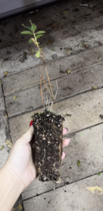 image.thumb.png.70c4c08e4faf9f68c12a4da1ee8e5367.png