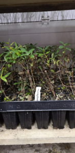 image.thumb.png.9a423735cfa2700e38e76a42bfab3b61.png