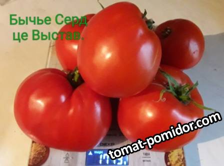 Бычье Сердце Выставочное