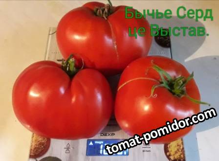 Бычье Сердце Выставочное