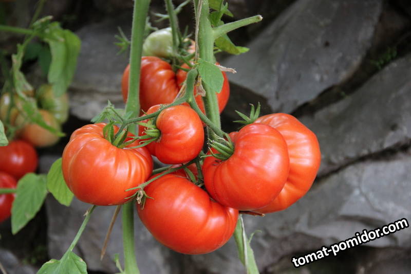 АБАКАН - сорта которые нравятся ( томаты)
