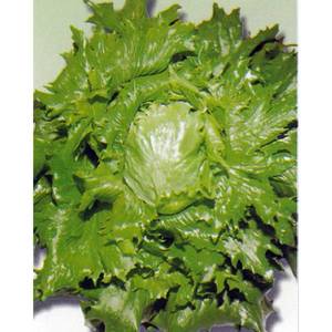 lettuce_ice_queen-1024x1024.thumb.jpg.c39d3ee6478bf1d093b9f683b2cf6f40.jpg