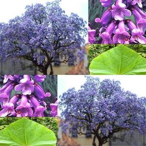 paulownia-elongata-1000-tree-bonsai-seeds.thumb.jpg.32554128295eec179432c80a548c289d.jpg