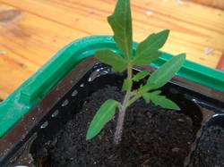 самосевный томатик вырос в пеларгониях.jpg