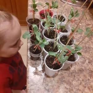 Привитые арбузики.jpg