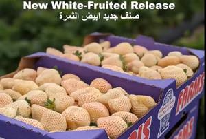 флорида белаяй.jpg