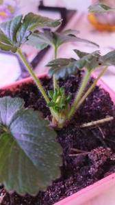 7-12.03.21 появились цветы.jpg