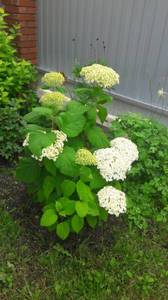 395 - копия.jpg