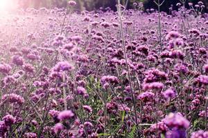 Verbena_bonariensis Finesse-031.jpg