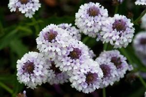 verbena rigida Polaris-01.jpg