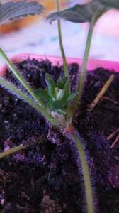 8-12.03 появились цветы.jpg