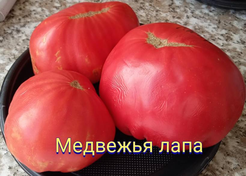 Медвежья лапа - М — сорта томатов - tomat-pomidor.com - отзывы на форуме
