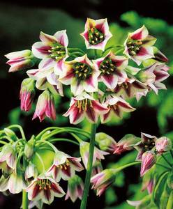 Лук-декоративный-Siculum.jpg