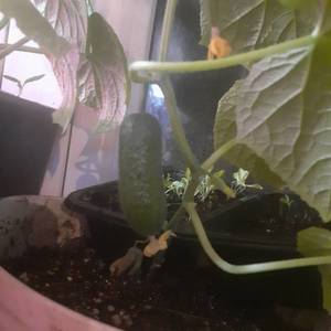 огурцы 30,03 1.jpg