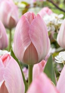 Tulipa Mystic Van Eijk.jpg