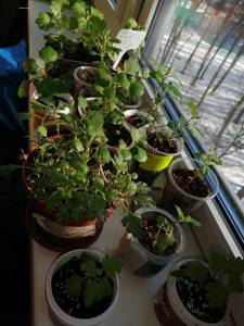 Хризантемы (2).jpg